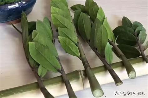 金錢樹種植|金錢樹的完美培育：金錢樹種植方法全攻略 – 植物盆栽綠寶典